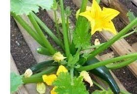 potager-maison-courgettes